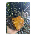 Biosy Zeytin Ağacı Ve Epoksiden Dekoratif  Oda Kokusu Şişesi  Füme 15cm