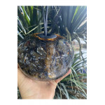 Biosy Zeytin Ağacı Ve Epoksiden Dekoratif  Oda Kokusu Şişesi  Füme 15cm