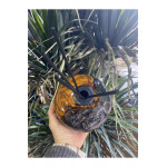 Biosy Zeytin Ağacı Ve Epoksiden Dekoratif  Oda Kokusu Şişesi  Füme 15cm