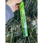 Ayurvedıc Citronella Tütsü