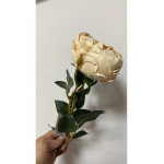 Krem Austın Gülü 60 cm
