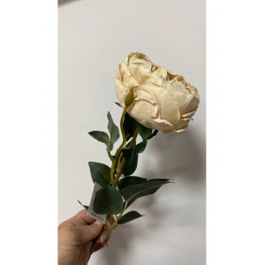 Krem Austın Gülü 60 cm