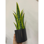 Yapay Saksılı Sansevıera Çiçeği 39 cm
