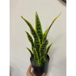 Yapay Saksılı Sansevıera Çiçeği 39 cm