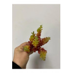 Succulent Kaktüs Yapay Çiçek Islak Doku 15 cm Turuncu